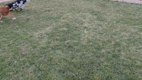 Lherot giphyupload GIF
