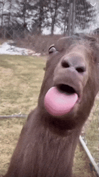 Bla Bla Bla GIF by systaime