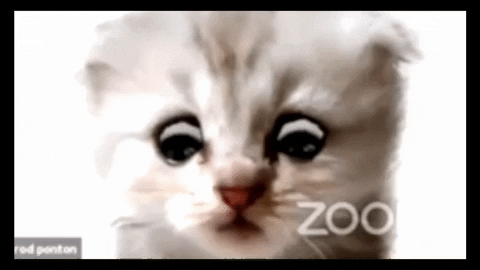Venedas giphyupload GIF