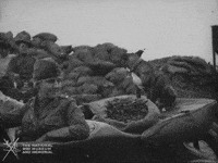 NationalWWIMuseum dog car black and white animal GIF