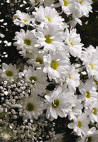 flores GIF