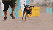 The Pack Dogs GIF by Amazon Prime Video