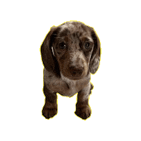 BobbyPawsome dog puppy dachshund bobbypawsome Sticker