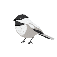 New Brunswick Bird Sticker by destinationnb