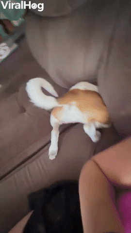 Dog Disappears Between Sofa Cushions 