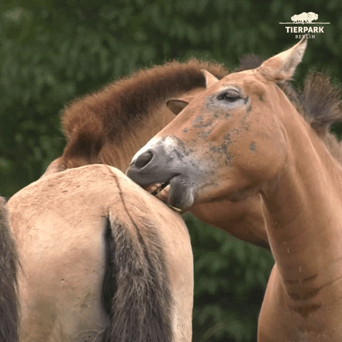Horse GIF by Tierpark Berlin