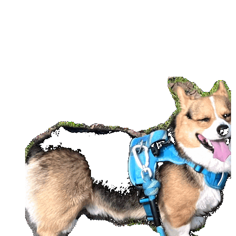 Dog Corgi Sticker