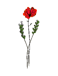 deannafiedler rainbow flowers poppies colorful flowers Sticker