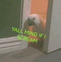 Bird Screaming GIF