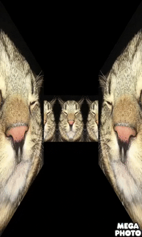 TheOdiecat cat giphystrobetesting odie oodle GIF