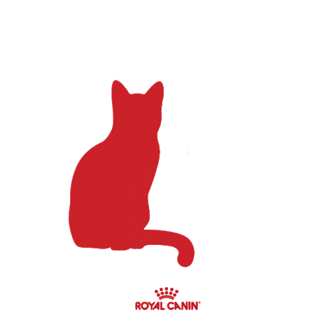 Cat Kitten Sticker by Royal Canin Brasil