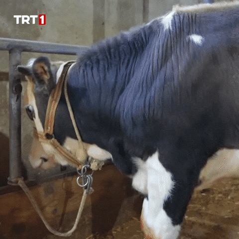 Cow No GIF by TRT