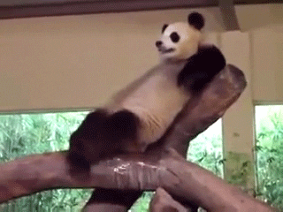 relaxed panda GIF