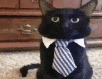 Cat Kitty GIF