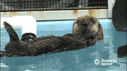 sea otter GIF by Monterey Bay Aquarium