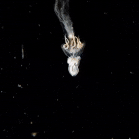 Jelly Jellies GIF by OctoNation® The Largest Octopus Fan Club!