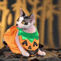 Pumpkin Patch Cat GIF