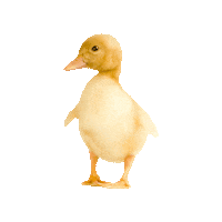 Easter Show Sticker by SydneyRoyalEasterShow