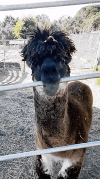 Triton_CopyWriting animal bite chew alpaca GIF