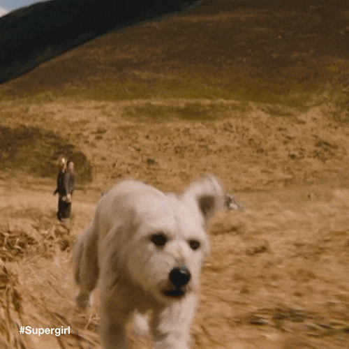 Dog Run GIF by DC