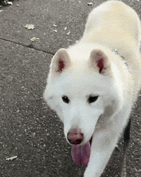 Dog Jax GIF