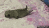 crawling GIF