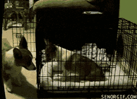 licking cabin fever GIF by Cheezburger