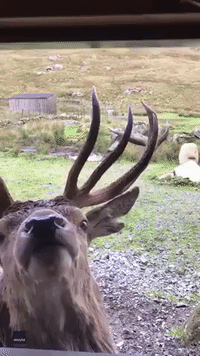 Stag Interacts With Visitors at Scottish Nature Reserve