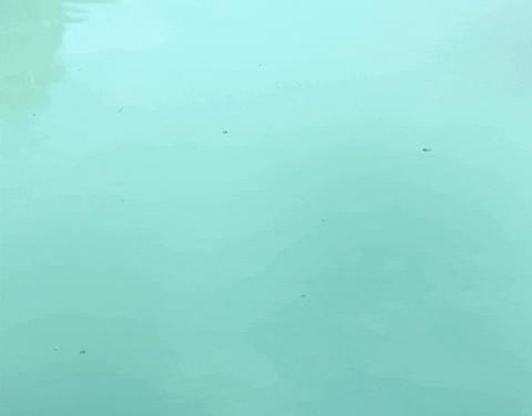 BearClawsLures giphyupload GIF