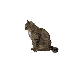 Cat Sticker by De Graafschap Dierenartsen
