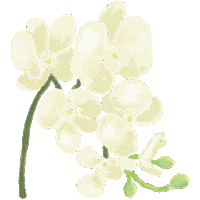 Drfelisflower Sticker by Dr.Felis