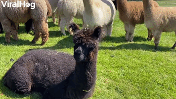 Wiping Down a New Alpaca Baby