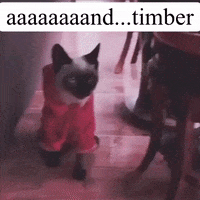 Cat Fight GIF by JustViral.Net
