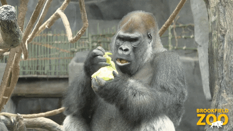 Snack Gorilla GIF by Brookfield Zoo