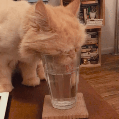 Drink Water