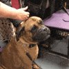 wkc2017 GIF by Westminster Kennel Club