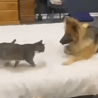 giffunme giphyupload GIF