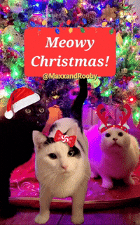 Merry Christmas GIF