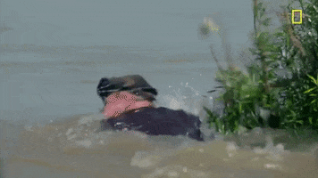 natgeochannel gordon ramsay uncharted laos national geographic uncharted GIF
