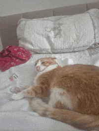 Kenansplay cat kedi kedy GIF