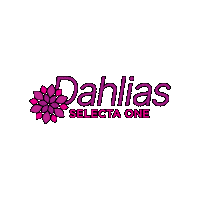 Dahlia Sticker by Ball Horticultural Co