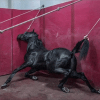 Art Morph GIF by Aleksey Efremov