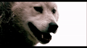 30 seconds to mars a beautiful lie GIF