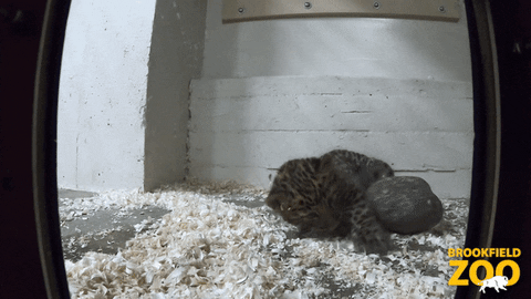 Play Time Baby GIF by Brookfield Zoo