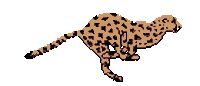 Leopard Cheetah Sticker