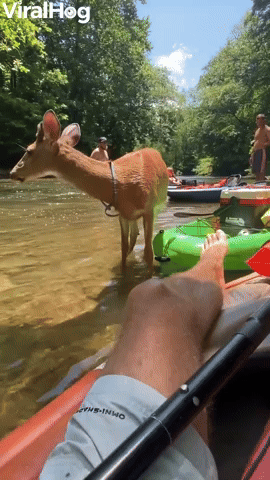 Cute Deer Makes Friends with Kayaker