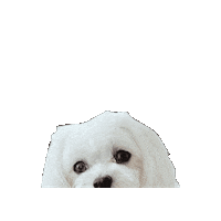 Dogs Love Sticker