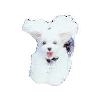 Dogs Love Sticker