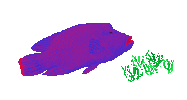 Ocean Fish Sticker