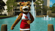 houstoncougars houston sasha gocoogs shasta GIF